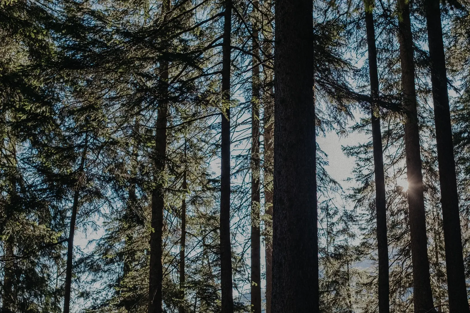 Spruce forest – the raw material for CLT